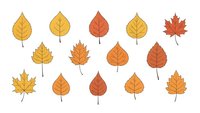 Autumn leaves collection with golden yellow orange red foliage isolated on white background for seasonal design projects and fall decorations.