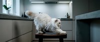 Long-haired white cat stretching on wooden table in modern veterinary clinic examination room with gray cabinetry and fluorescent lighting.