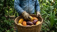 Farmer holding wicker basket filled with fresh colorful cacao pods in tropical plantation. Sustainable agriculture and organic cocoa bean harvest concept.