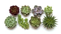 Colorful succulent plants collection isolated on white background featuring various species in green purple and burgundy tones for gardening design.