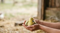 Young duckling held gently in cupped hands on farm, symbolizing care, nurture, and agricultural life for educational and lifestyle content.