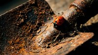 Ladybug crawling on weathered tree bark in natural sunlight, macro nature photography for wildlife and insect educational content.