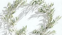 Olive branches arranged in a round wreath on white background with soft shadows, evoking peace, nature, and Mediterranean style.