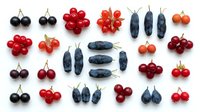 Assorted berries and small fruits arranged in rows on white background, including red currants, black currants, blueberries and cherries. Flat lay composition for culinary and food styling projects.