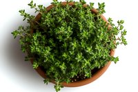 Fresh thyme herb growing in terracotta pot viewed from above, vibrant green aromatic leaves filling container against white background, ready for cooking.