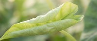 Fresh green leaf with detailed veins and natural texture against soft blurred background for organic gardening and botanical design projects.