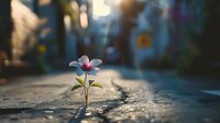 Single pink and white flower growing through crack in concrete, symbolizing hope, resilience and perseverance against urban backdrop with soft bokeh lighting effect.