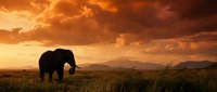 Majestic elephant silhouette grazing in African savanna grassland during golden hour sunset with dramatic orange clouds and mountain backdrop for wildlife conservation.