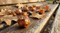 Autumn acorn and dried oak leaves arranged on weathered wooden surface, seasonal fall decoration for harvest themes and nature-inspired designs.