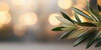 Fresh green olive branch against soft golden bokeh background creates serene natural atmosphere for wellness, spa, and Mediterranean lifestyle designs.