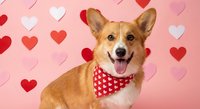 Happy corgi dog wearing red polka dot bandana against pink background with colorful hearts for Valentine's Day celebration and pet love themes.