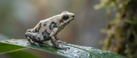 Small spotted frog sitting on wet green leaf in natural rainforest habitat with soft bokeh background for wildlife and nature photography projects.
