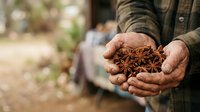 Male farmer holding star anise spices in hands at harvest, showing dried organic crop produce for culinary and medicinal use in agriculture.
