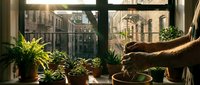 Man tending to houseplants on sunny windowsill with urban view, indoor gardening hobby and plant care at home.