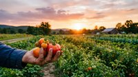 Farmer hands holding fresh ripe tomatoes at sunset in organic vegetable garden. Agricultural harvest concept for healthy food production and sustainable farming.