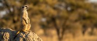 Alert meerkat standing guard on rock formation in golden savanna landscape with acacia trees in soft morning light creating natural wildlife scene.