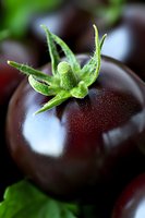 Macro shot of fresh dark purple tomato with green stem and leaves showing natural texture and shine, suitable for food photography and healthy eating concepts.