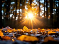 Vibrant autumn leaves scattered on forest ground with dramatic sunburst through trees creating magical golden light and bokeh effect in nature background.