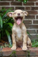Happy Chihuahua puppy with tongue out sitting on brick steps against wall, showing joyful expression and cream-colored coat, surrounded by green plants.