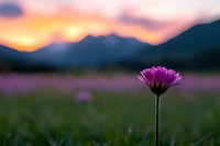 Purple wildflower silhouetted against dramatic mountain sunset sky with vibrant orange and pink colors. Single bloom stands tall in foreground meadow at dusk.