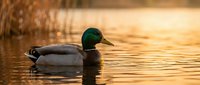 Male mallard duck swimming peacefully on golden water surface during sunset with warm bokeh reflections creating serene wildlife scene.