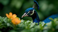 Vibrant peacock head emerging from green foliage with orange flowers in soft focus background, showcasing iridescent blue feathers and distinctive eye pattern.