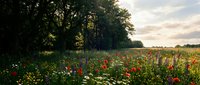 Wildflower meadow with red poppies and white daisies blooming under golden sunlight, bordered by green trees at horizon, suitable for nature and landscape backgrounds.