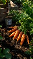 Fresh organic carrots with green tops harvested from garden bed with soil and gardening tools in natural sunlight for healthy eating and farming.