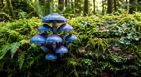 Blue mushrooms growing on moss-covered forest floor surrounded by green ferns and vegetation in natural woodland habitat for nature photography and botanical studies.