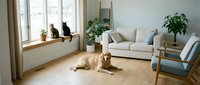 Cozy modern living room interior with beige sofa, wooden floors, houseplants, and pets relaxing by sunny window creating peaceful home atmosphere.