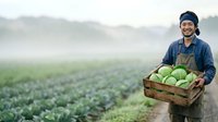 Young male farmer of mixed ethnicity wearing blue shirt, green apron and beanie holding wooden crate of fresh cabbage in misty agricultural field at harvest time.