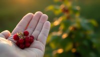 Fresh wild raspberries in open palm during golden hour sunset with blurred forest background for organic food and healthy lifestyle concepts.