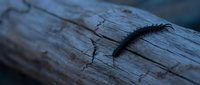 Dark millipede crawling across weathered wooden surface with natural cracks and texture in moody lighting for nature and wildlife themes.