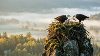 Two bald eagles perched on a large nest atop a rocky outcrop overlooking a misty forested valley with evergreen trees and fog-covered landscape.