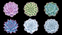 Succulent plants collection featuring six isolated varieties in purple, green, blue, and pink tones. Transparent background, ready for t-shirt design, clipart, stickers, sublimation, and print-on-demand projects.
