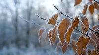 Frost-covered autumn leaves on bare branches in winter morning light with blurred forest background creating peaceful seasonal nature scene.