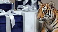 Tiger cub sitting next to wrapped gift boxes with white ribbons, luxury present concept for holidays and special occasions.