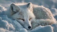 Arctic fox sleeping peacefully in snow with soft winter sunlight creating magical backlighting through fur during cold season wildlife moment.