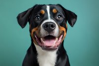 Happy Appenzeller Sennenhund dog portrait with bright smile and expressive eyes against turquoise studio background, showing white, black and brown markings.