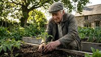 Senior Caucasian male gardener in flat cap planting seedlings in raised bed vegetable garden with traditional stone cottage background during golden hour.