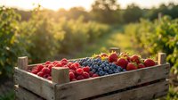 Fresh mixed berries in rustic wooden crate at vineyard during golden hour sunset. Organic strawberries, blueberries and raspberries harvest concept.