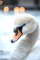 Close-up portrait of elegant white mute swan head with soft bokeh lights in background, showing detailed feathers and distinctive orange beak against winter setting.