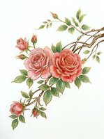 Delicate pink roses with green foliage and branches on isolated white background, ready for design projects, invitations, and decorative applications.