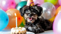 Small black and gray Yorkshire Terrier puppy wearing party hat celebrating birthday with cake and colorful balloons in festive setting.