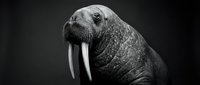 Majestic walrus portrait with prominent tusks against dark background showcasing marine mammal wildlife in dramatic black and white photography.