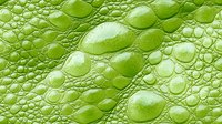 Macro view of bright green reptile skin texture showing detailed scales and patterns. Natural organic surface with bumpy irregular shapes creates abstract background.