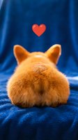 Adorable orange corgi puppy sitting on blue fabric with red heart floating above, rear view showing fluffy bottom and perked ears for love concepts.