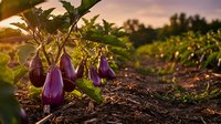 Fresh purple eggplants growing in organic vegetable garden during golden hour sunset with warm natural lighting and agricultural field background.