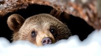 Curious brown bear peeking out from winter den, close up view of face with expressive eyes and nose visible above snow, showing natural wildlife behavior.