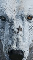 Close-up portrait of arctic white wolf face with heterochromia showing one blue and one brown eye, detailed fur texture and intense predator gaze.